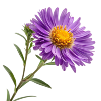 Closeup of a Single Purple Aster Flower with Bud and Stem on Black Background png