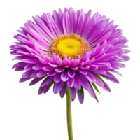 Closeup of a vibrant purple aster flower with a bright yellow center against a black background png