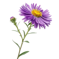 Closeup of a single purple aster flower with a bud on a black background png