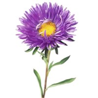 Closeup of a Single Purple Aster Flower with Green Leaves on Black Background png