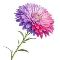 Closeup of a Stunning TwoToned Purple and Pink Aster Flower with Green Stem and Leaves png
