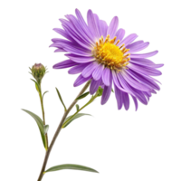 Stunning Closeup of a Single Purple Aster Flower with Bud png