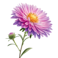 Stunning Closeup of a Single Purple and Pink Aster Flower with Bud png