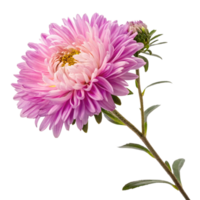 Closeup of a Single Pink China Aster Flower with Bud on Black Background png