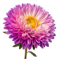 Closeup view of a vibrant purple and pink aster flower with a bright yellow center against a black background png