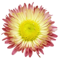 Closeup view of a beautiful pink and yellow flower with delicate petals png