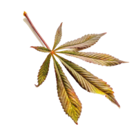 A Stunning Closeup of a Single Autumn Leaf Isolated on Black Background png