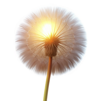 wonderful artistic A single dandelion seedhead, backlit by the setting sun, creating a halo effect, macro photography authentic png