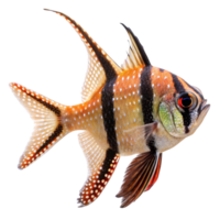 Magnificent Spotted Cardinalfish Detailed Closeup Profile View png