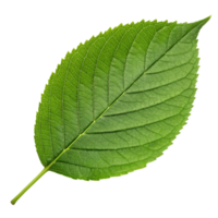 Closeup View of a Single Vibrant Green Leaf Isolated on Black Background png