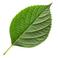 Closeup Detailed View of a Single Green Leaf Isolated on Black Background png