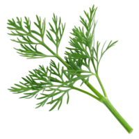 A Detailed Closeup of a Fresh Sprig of Green Dill Herb png