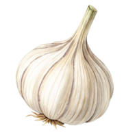 A Detailed Watercolor Painting of a Single Bulb of Garlic png