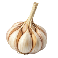 A Single Bulb of Dried Garlic Cloves Isolated on Black Background png