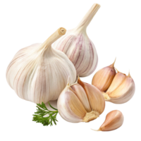 Fresh Garlic Bulbs and Cloves with Parsley Sprig Isolated on Black Background png