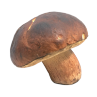 A Single Brown Boletus Mushroom Isolated on Black Background png