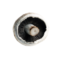 A Detailed Close Up View of a Single Fresh Button Mushroom Against a Black Background png
