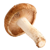 Closeup view of a single shiitake mushroom against a black background png