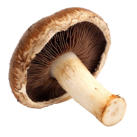 Closeup of a single brown mushroom isolated on black background showing gills, stem, and cap details png
