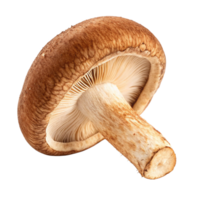 Closeup View of a Single Shiitake Mushroom on Black Background png