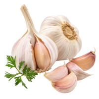 Fresh Garlic Cloves and Bulb with Parsley Sprig Isolated on Black Background png