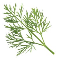 A Detailed Closeup of a Single Sprig of Fresh Dill Herb with Delicate Green Fronds and Stem png