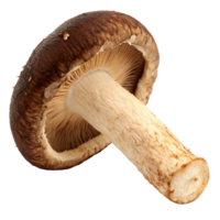 Single Fresh Shiitake Mushroom Isolated on Black Background png