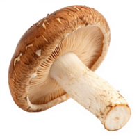 A Detailed Close Up of a Single Shiitake Mushroom on a Black Background png