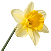 Closeup of a single yellow and white daffodil flower with a long stem against a black background png