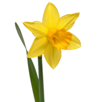 A single yellow daffodil flower with green leaves on a black background a springtime bloom png