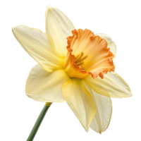 Closeup of a single pale yellow daffodil with an orangepeach cup on a black background png