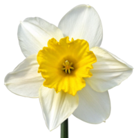 Closeup of a single white and yellow daffodil bloom against a black background png