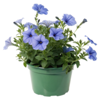 Vibrant Blue Petunias in a Green Pot A Stunning Display of Summer Blooms png
