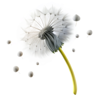 dramatic traditional A Single Dandelion Seed Head with Seeds professional png
