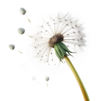 elegant creative A Single Dandelion Seed Head with Seeds detailed png