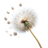 magnificent artistic A Single Dandelion Seed Head with Seeds professional png