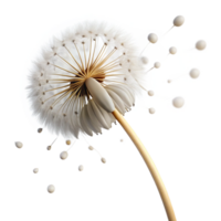 stunning vintage A single dandelion seed head with seeds blowing away in the wind, soft focus, dreamlike atmosphere, macro photography style detailed png