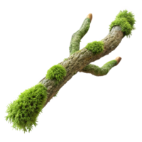 vibrant contemporary A branch covered in moss, intricate textures, soft lighting, macro photography style high resolution png
