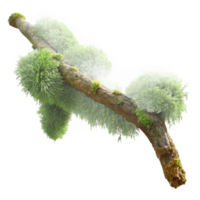 dramatic artistic A branch covered in moss, intricate textures, soft lighting, macro photography style original png