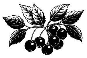 Black and White Illustration of a Branch of Berries with Leaves vector