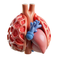 impressive creative A 3D printed human organ with intricate bio-engineered structures, soft diffused lighting, bioprinting style professional png