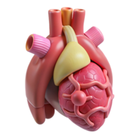 stunning artistic A 3D printed human organ with intricate bio-engineered structures, soft diffused lighting, bioprinting style detailed png