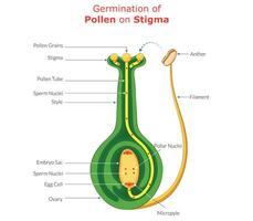 A detailed illustration showing the process of pollen germination on the stigma of a flower vector