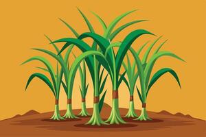 Lush Sugarcane Plants Growing in a Field vector