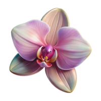 beautiful artistic A Close Up of a Blooming Orchid Exotic 4K png