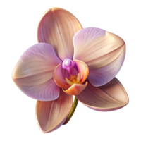 extraordinary traditional A Close Up of a Blooming Orchid Exotic detailed png
