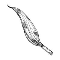 Delicate tulip leaf illustration in black ink on a white background. Suitable for botanical prints, decorative patterns, nature-inspired art, floral motifs, eco-friendly branding, gift wrapping vector