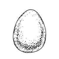 Speckled egg, hand-drawn ink illustration. Could be a bird egg or a reptile egg, representing wildlife and nature. Ideal for creative projects, branding, packaging, and educational materials vector