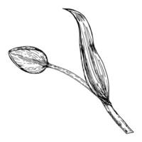 A delicate ink drawing of a tulip bud with a single curved leaf. A spring garden flower, botanical element perfect for greeting cards, packaging, textile prints, branding, wedding invitations vector