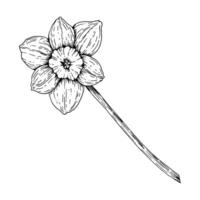 Hand-drawn ink illustration of a single daffodil flower with a long stem. Perfect for spring themes, botanical art, floral designs and Easter and decorations, for branding, packaging and creative vector
